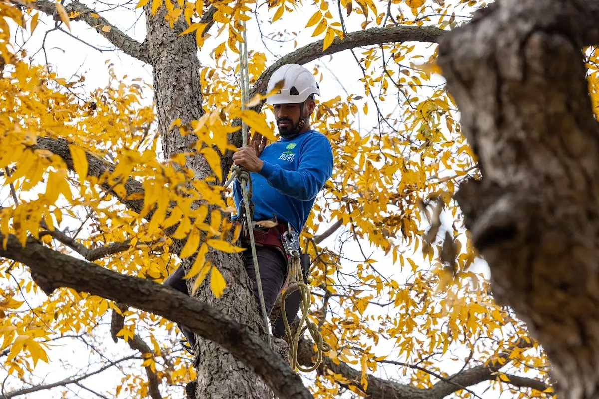 Skilled Tree Transplanting crew working in Sears